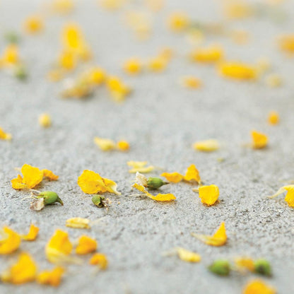 Intelligent Washable Paint with Self-Cleaning and Moisture-Regulating Effect, SURFASIL KIREI, Interior/Exterior, Nanophos 10L